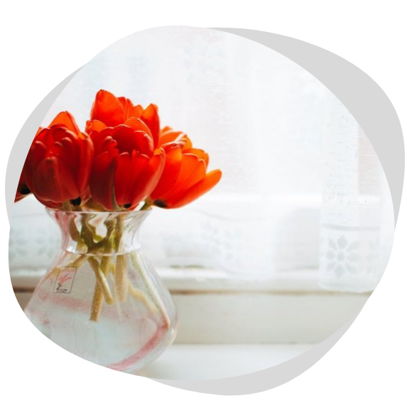 A vibrant bouquet of red tulips in a clear vase by a window with diffused light.